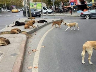 İçişleri Bakanlığı'ndan sahipsiz sokak hayvanlarına yönelik açıklama