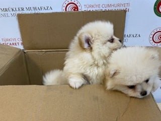 Kapıkule'de 6 pomeranian yavrusuna el konuldu