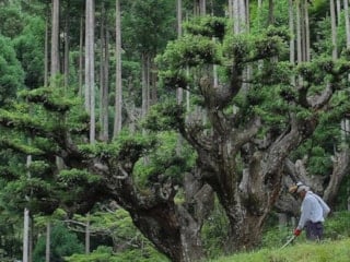 Tek bir ağaç kesmeden tonlarca odun elde ettiler: Japonların tekniği dikkat çekti