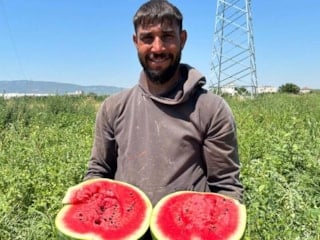İzmir'de karpuz hasadı başladı