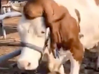 Çin’de ineğin kafasından bacak çıktı