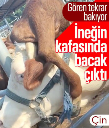 Çin’de ineğin kafasından bacak çıktı