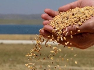 TMO 21 günde rekor alım yaptı: 1 milyon ton ürün alındı