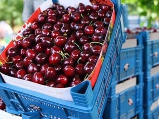 Kirazı kurtlandırmayan yöntem ortaya çıktı: Üreticilerin sırrı meğer buymuş