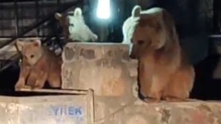 Kars'ta bir vatandaşın ayılara türkü söylediği anlar sosyal medyada viral oldu