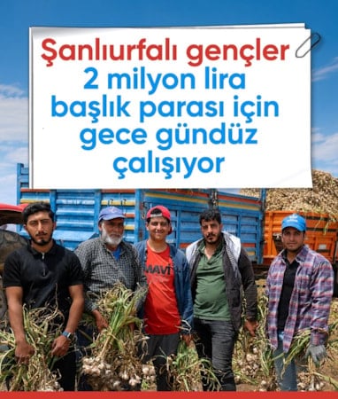Şanlıurfalı genç, başlık parası için tarlada alın teri döküyor