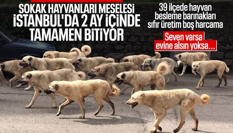 'İstanbul'da sahipsiz hayvanların 3'te 2'si toplandı'