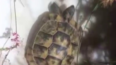 Sivas'ta boş bidonda mahsur kalan kaplumbağayı kurtardı