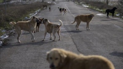 Polonya sokak köpeği sorununu 'Yakala, kısırlaştır, sahiplendir' modeliyle çözdü