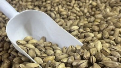 Türkiye'nin fıstık ihracatı yılın ilk yarısında 60,8 milyon dolara ulaştı