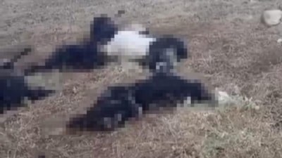 Bitlis'te yıldırım felaketi: Yaylada onlarca küçükbaş hayvan telef oldu