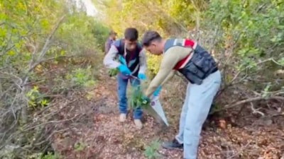 Hatay'da fotokapana takıldı: Ormanda kenevir yetiştiren şüpheli yakalandı