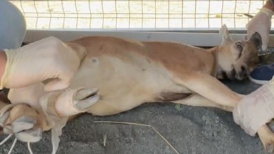 Şırnak'ta koruma altındaki yaban keçisini vuran avcıya 1,27 milyon liralık ceza
