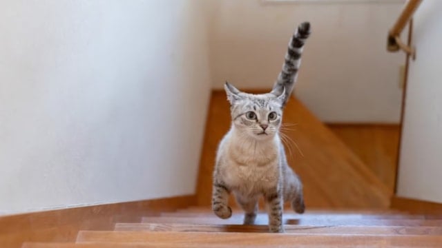 Kedilerin aniden evin her yerine koşması bu anlama geliyormuş