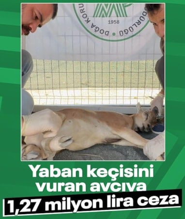 Şırnak'ta koruma altındaki yaban keçisini vuran avcıya 1,27 milyon liralık ceza