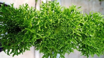 Su tasarrufu ve düşük maliyet, topraksız tarıma ilgiyi artırıyor