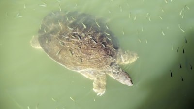 Nesli tehlike altındaki Nil Kaplumbağaları Antalya'da ortaya çıktı