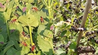Hakkari'de çekirge alarmı