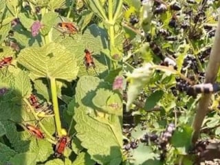 Hakkari'de çekirge alarmı
