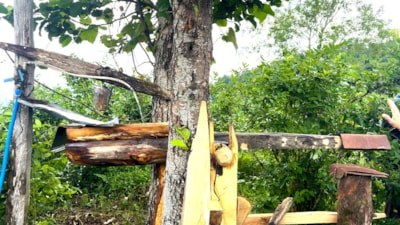 Rize'de ayılara karşı atadan kalma çözüm: 'Carimangana' yeniden bahçelerde