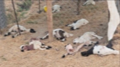 Diyarbakır'da sahipsiz köpeklerin saldırdığı ağılda 15 kuzu telef oldu
