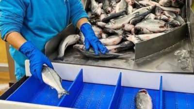 Türkiye, su ürünleri ihracatında rekor kırdı