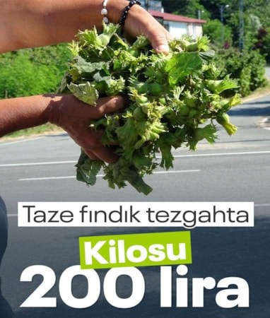 Ordu'da taze fındık sezonu başladı: Kilosu 200 lira