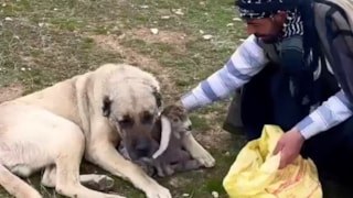 Sivas'ta kangalın şefkati yürekleri ısıttı: Yeni doğan kuzuyu çoban gelene kadar bağrına bastı