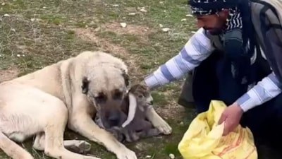 Sivas'ta kangalın şefkati yürekleri ısıttı: Yeni doğan kuzuyu çoban gelene kadar bağrına bastı