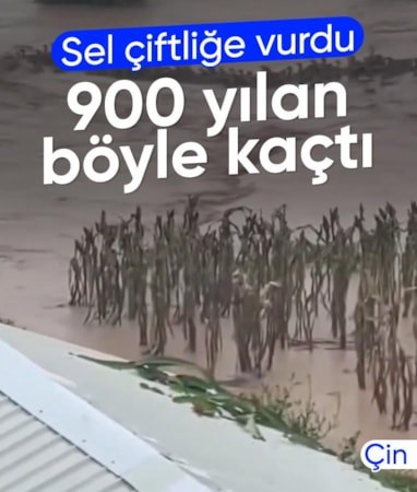 Çin'de bir çiftliği sel vurdu: 900 yılan köyü bastı