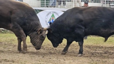Kafkasör'de boğa güreşleri nefes kesti: 82 yaşındaki ninenin örgüsüyle tribündeki hali ilgi odağı oldu