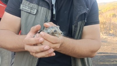 Manisa'da orman yangınından 3 yavru tavşan kurtarıldı