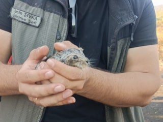 Manisa'da orman yangınından 3 yavru tavşan kurtarıldı