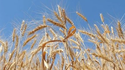 Rusya-Ukrayna gerilimi buğday fiyatlarını artırdı
