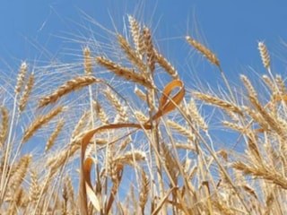 Rusya-Ukrayna gerilimi buğday fiyatları artırdı