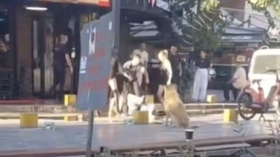 İzmir'de 'obez köpeğe börek verme' tartışması