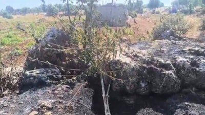 Diyarbakır'daki örtü yangınında onlarca meyve ağacı zarar gördü