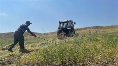 Yozgat’ta mercimek hasadı hızlı başladı