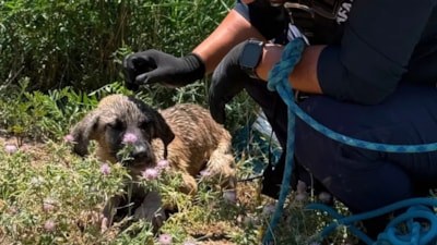 Siirt’te kuyuya düşen köpeğin imdadına ekipler yetişti