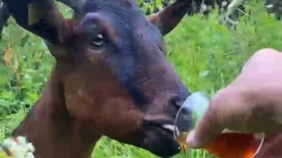 Rize'de bardaktan çay içen keçi ilgi odağı oldu