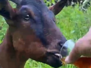 Rize'de bardaktan çay içen keçi ilgi odağı oldu