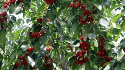 Kastamonu'da dalından kopardıkları kirazları yiyen çift öldü
