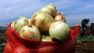 Kuru soğanda uygulanan gümrük vergisi yüzde 5 oldu