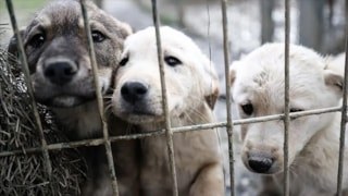 Köpek sahiplerine ehliyet şartı: İki sınava girecekler