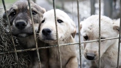 Köpek sahiplerine ehliyet şartı: İki sınava girecekler