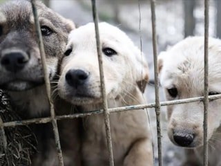 Köpek sahiplerine ehliyet şartı: İki sınava girecekler
