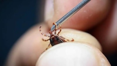 Burdur'da vücuduna kene tutunan kadın hayatını kaybetti