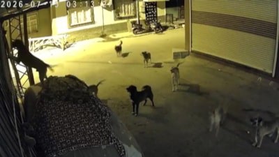 Adana'da sokak köpeklerinden kaçan kedi, can havliyle pencereye tırmandı