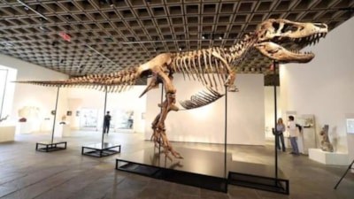 Nadir bulunan T. rex fosili, açık artırmada 50 milyon dolara satıldı