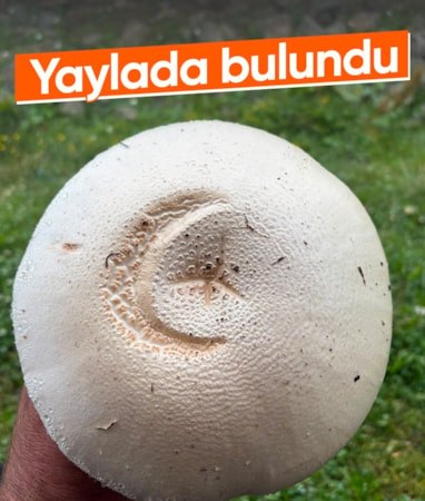 Trabzon'da yaylada ay yıldızlı mantar görüldü